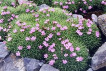 Dianthus anatolicus.jpg