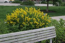 Baptisia tinctoria.jpg