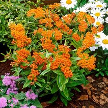 Asclepias tuberosa.jpg