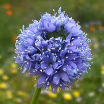 Gilia capitata.jpg