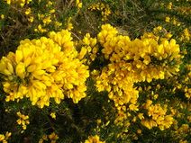 Ulex europaeus.jpg