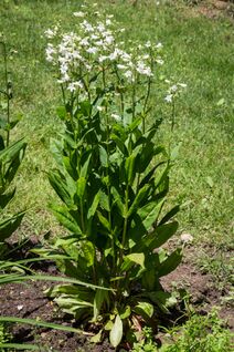 Penstemon laevigatus.jpg