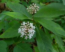 Asclepias perennis.jpg