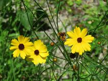 Coreopsis leavenworthii.jpg