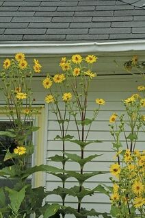 Silphium perfoliatum.jpg