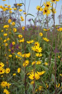 Helianthus pauciflorus.jpg