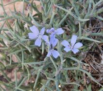 Cichorium spinosum.jpg