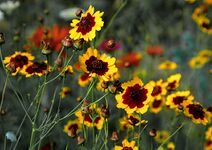 Coreopsis tinctoria.jpg