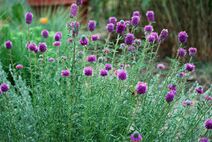 Dalea purpurea.jpg