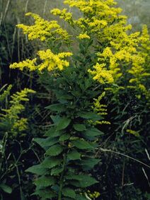 Solidago rugosa.jpg