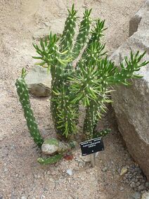 Austrocylindropuntia subulata.jpg