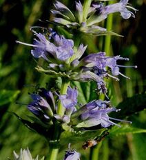 Agastache scrophulariifolia.jpg