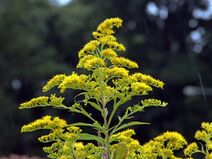 Solidago gigantea.jpg