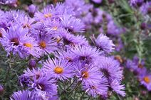 Symphyotrichum novae-angliae.jpg