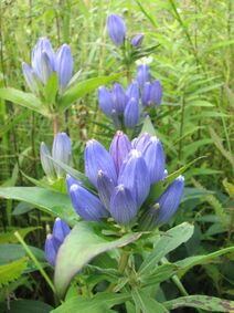 Gentiana andrewsii.jpg