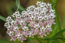 Asclepias fascicularis.jpg