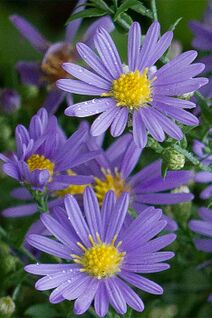 Symphyotrichum laeve.jpg