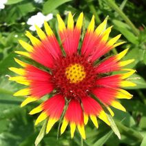 Gaillardia pulchella.jpg