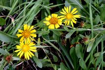 Grindelia integrifolia.jpg