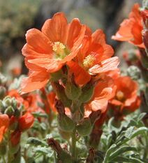 Sphaeralcea coccinea.jpg