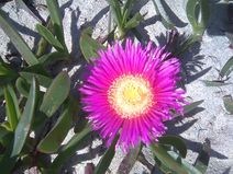 Carpobrotus aequilaterus.jpg