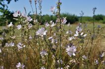 Sidalcea campestris.jpg