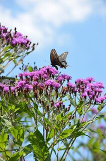 Vernonia fasciculata.jpg