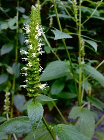 Agastache nepetoides.jpg