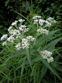 Eupatorium perfoliatum.jpg