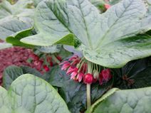 Podophyllum versipelle.jpg