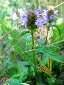 Prunella vulgaris subsp lanceolata.jpg