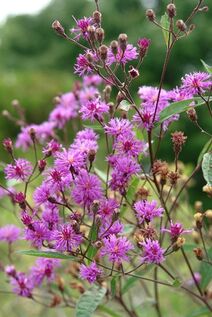 Vernonia noveboracensis.jpg