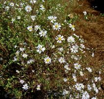 Symphyotrichum hallii.jpg