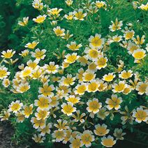 Limnanthes douglasii.jpg