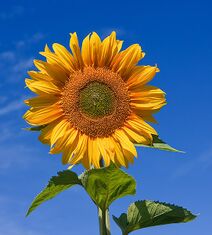 Helianthus annuus.jpg