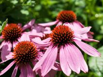 Echinacea angustifolia.jpg