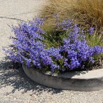 Penstemon heterophyllus.jpg