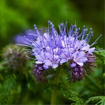 Phacelia tanacetifolia.jpg