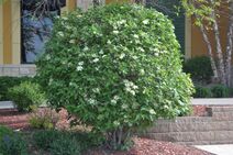 Viburnum lantana.jpg