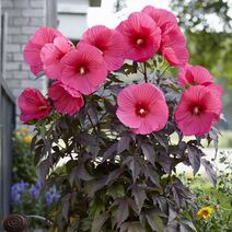 Hibiscus moscheutos.jpg