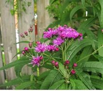 Vernonia missurica.jpg