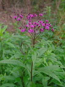 Vernonia gigantea.jpg