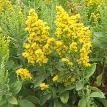 Solidago californica.jpg