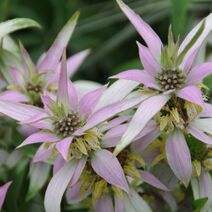 Monarda punctata.jpg