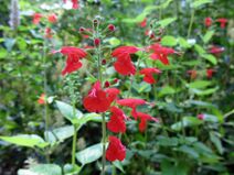 Salvia coccinea.jpg