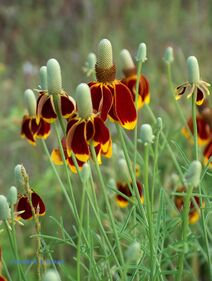 Ratibida columnifera.jpg