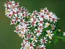 Symphyotrichum lateriflorum.jpg