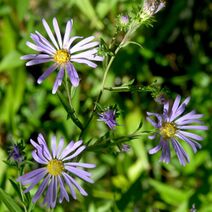 Symphyotrichum subspicatum.jpg