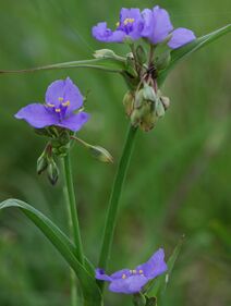 Tradescantia ohiensis.jpg