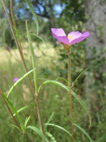 Clarkia gracilis.jpg